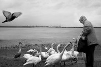 Swan lady 2