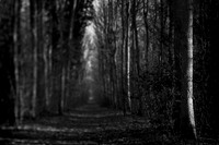 Trees 2