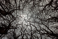 trees #14