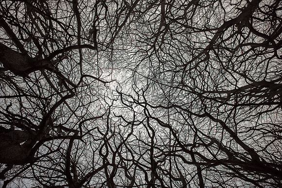 trees #14