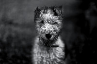 Indi