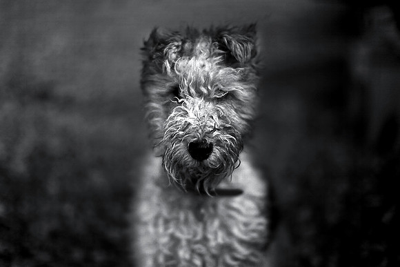 Indi