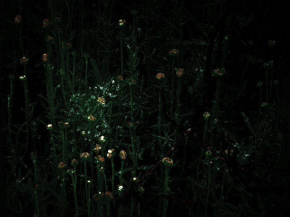chrisfriel-memorial-20