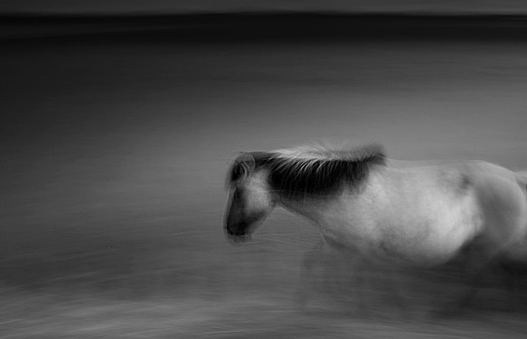 Wild horses 20