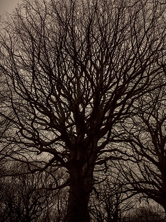 trees #21