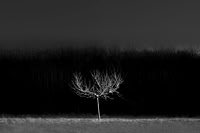 Orchard 4