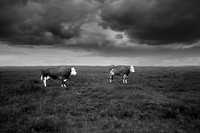 Cows in the rain