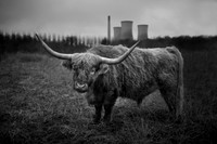 Bull