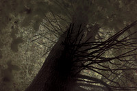 tree #3