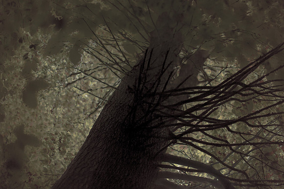 tree #3