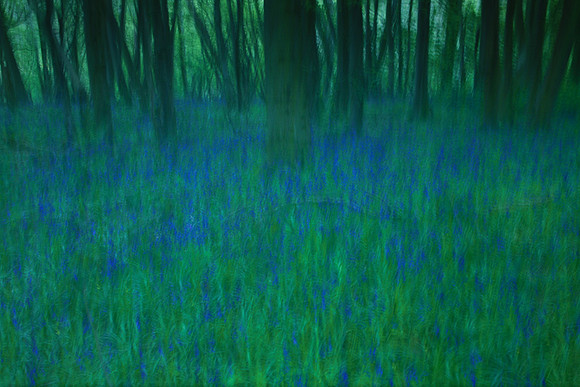 woods 1