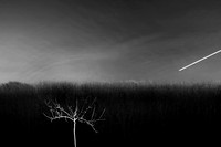 Orchard 1