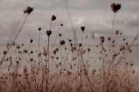 riverbank #9