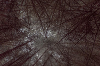 trees 11 #196
