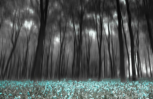 woods 4