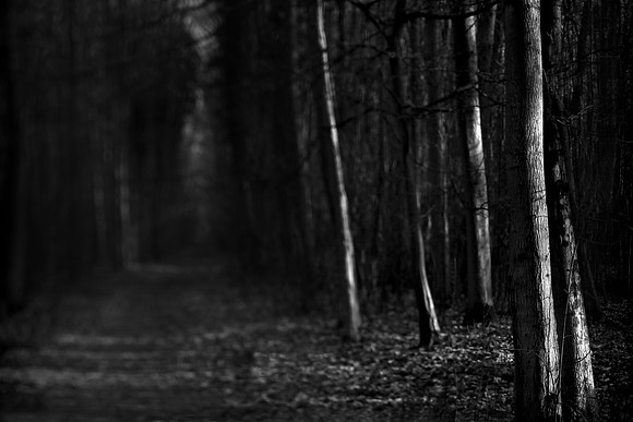Five trees