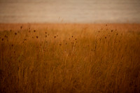 riverbank #8