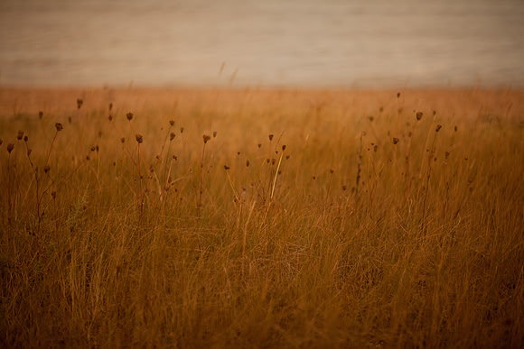 riverbank #8