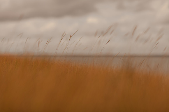 riverbank #21