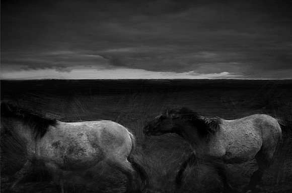 wild horse #4