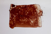 blood on paper 1