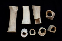 bones photo 1