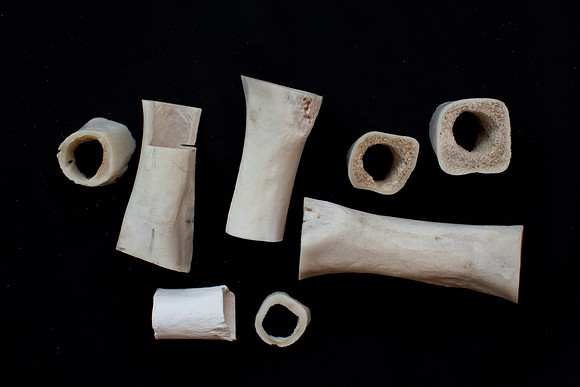 bones photo 2