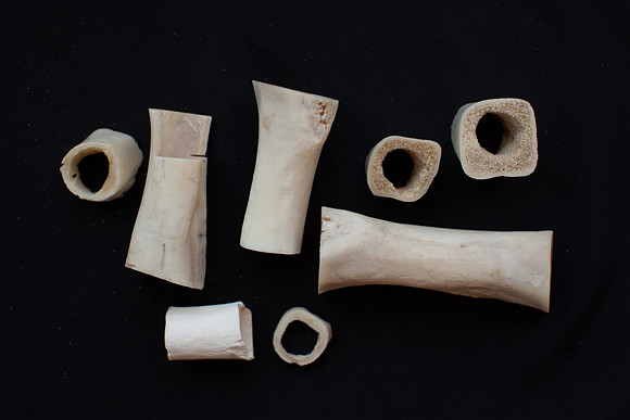 bones photo 3