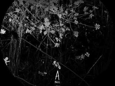 Viree Nocturne