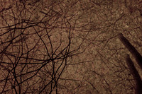 trees #11