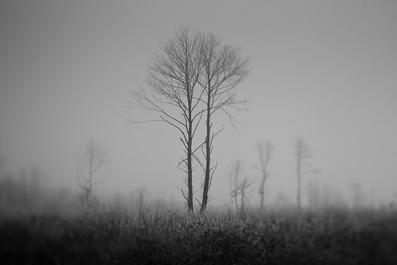 mist 1