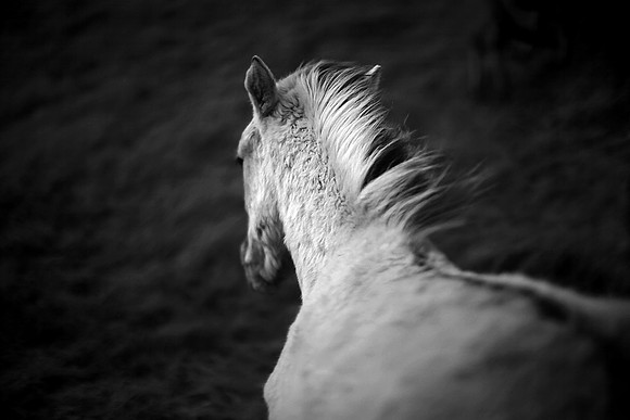 Wild horses 28