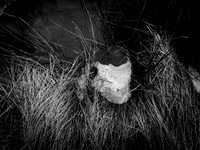 ALICE-13