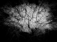 ALICE-19