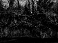 river bw-19