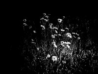 VENUS-10