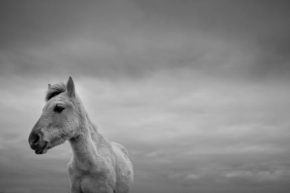 Wild horses 8