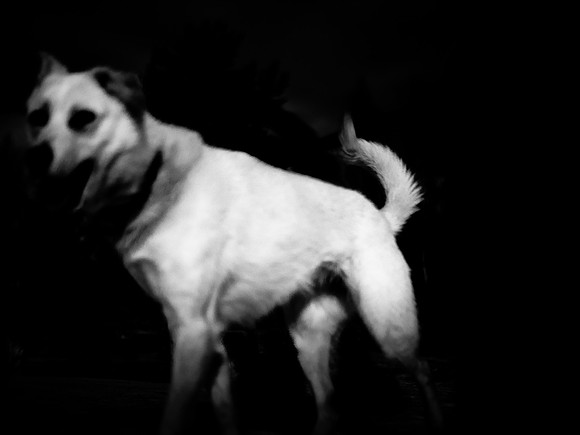 dog #146
