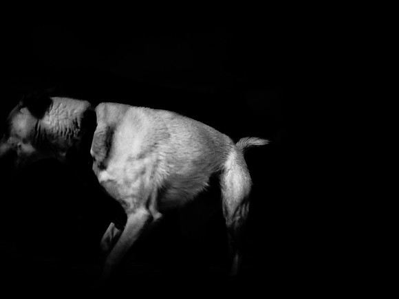 dog #182