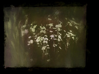 SHADOW-12