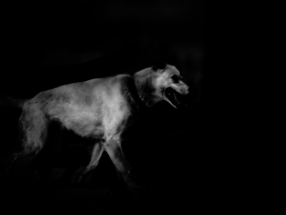 dog #169