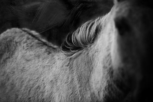 wild horses #18