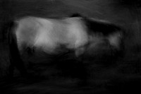 wild horse #2