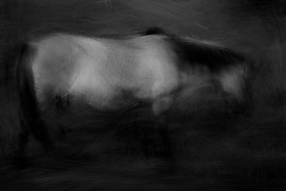 wild horse #2
