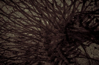 tree #10
