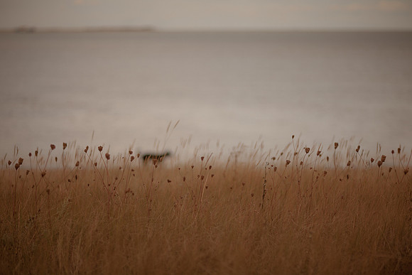 riverbank #6