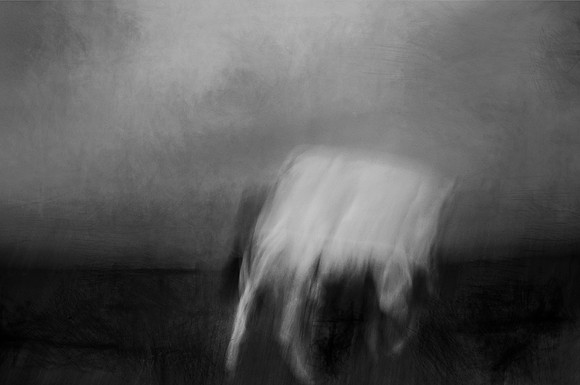 wild horses #6