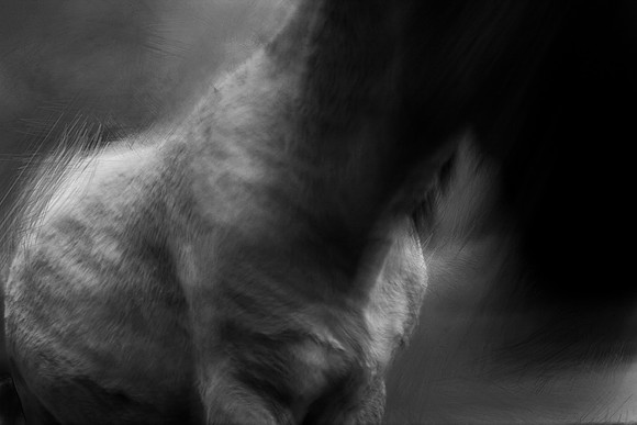 wild horses #17