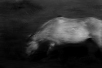 wild horses #16