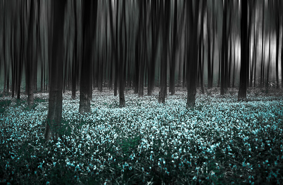 woods 2